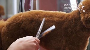 Стрижка той пуделя Теодора в салоне нечеловеческой красоты "Собачья Жизнь"