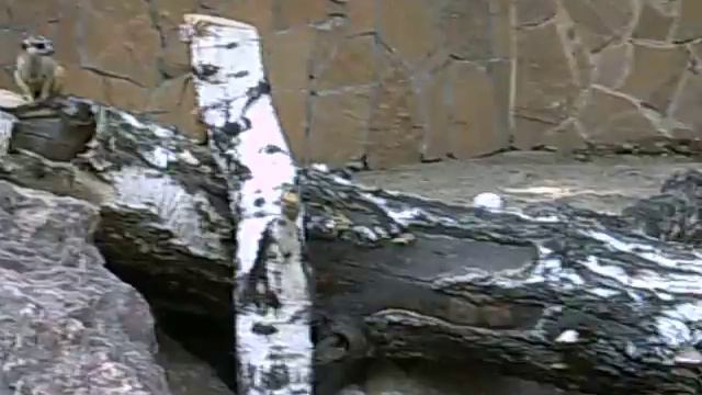 Сурикаты в Новосибирском зоопарке (15 августа 2014) смотреть онлайн