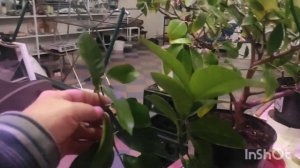 Первый урожай, лимона Салават. Восстановим цитрус после листопада .