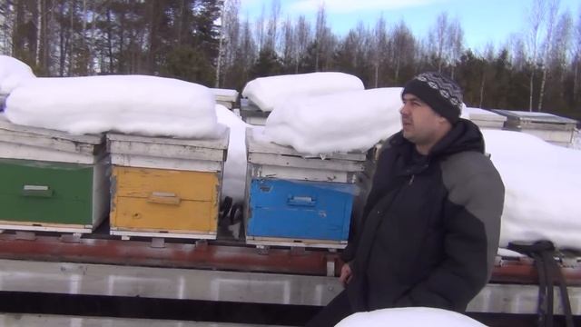 Состояние пчелосемей в последнем месяце ЗИМЫ