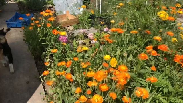 Урожай томатов 2019 в Подмосковье/ самые лучшие и сладкие сорта смотреть онлайн