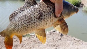 Ловим Сазана на Кукурузу Рыбалка в Дагестане Catching Carp