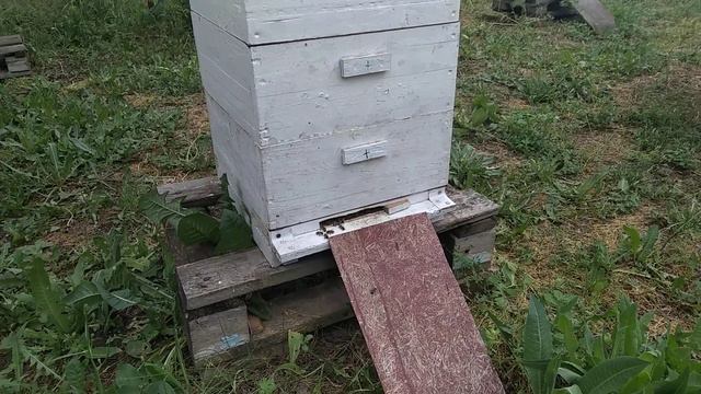 С каждым годом водить пчел становится все веселее.Чего ещё нам ждать от погоды в этом сезоне? смотреть онлайн