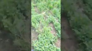 Обзор люцерни НАДЕЖДА