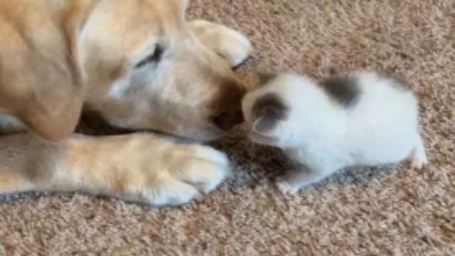 Из бревна послышался плач. Одинокий и слепой котёнок звал маму, которая так и не пришла смотреть онлайн