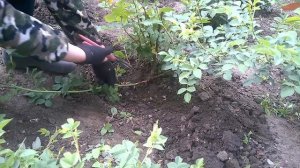 Роза перерастает в шиповник. Удаляем поросль шиповника.The rose grows into a rosehip. We remove .