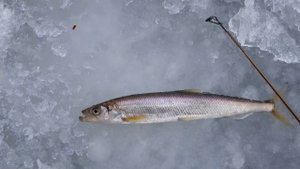 Рыбалка на Камчатке: Открываем сезон корюшки !