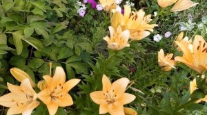 ЦВЕТЫ ЛИЛИИ КРАСИВЫЕ 2021 год