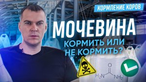 Мочевина в рационе дойных коров. Кормить или нет?