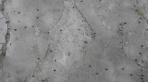 Уникальное видео!  Массовая миграция лягушек из водоема