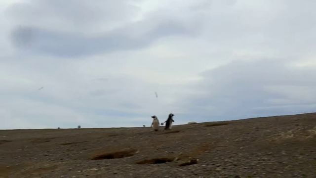 Magellan Penguin at the Lighthouse - 4 Oct 25, 2014 смотреть онлайн