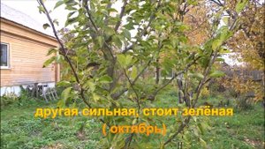 Почему краснеют листья груши?