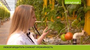 В «Тепличном» вывели популяцию макролофуса – хищного клопа, которые поедает вредителей