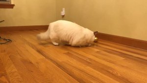 Ragdoll kitten - Котенок который никогда не царапается - это рэгдолл