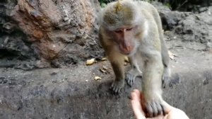 Обезьяна с маленьким детёнышей просит еду! Обезьяны на Пхукете! Обезьянки требуют еду! Таиланд!