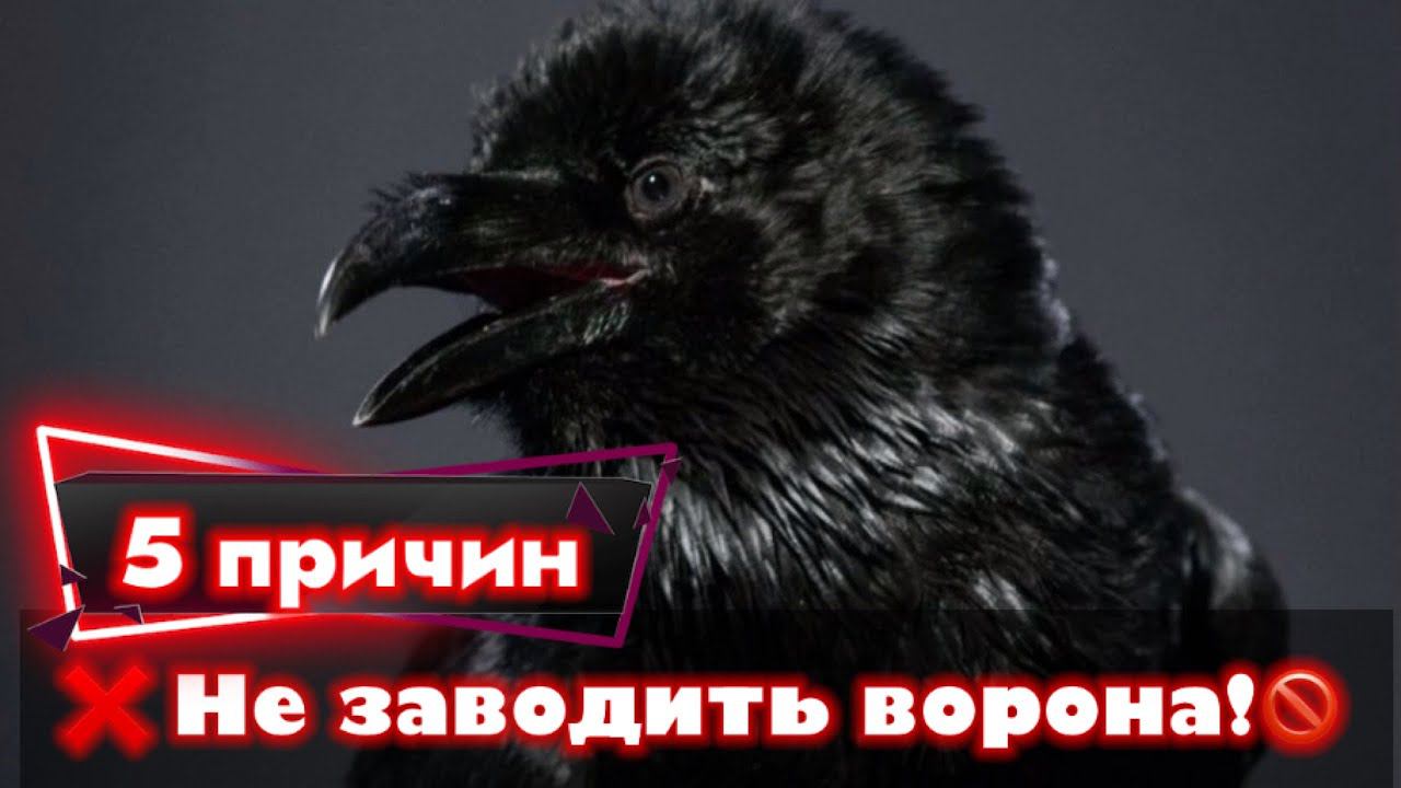 5 причин не заводить ворона!