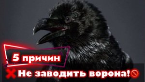5 причин не заводить ворона!