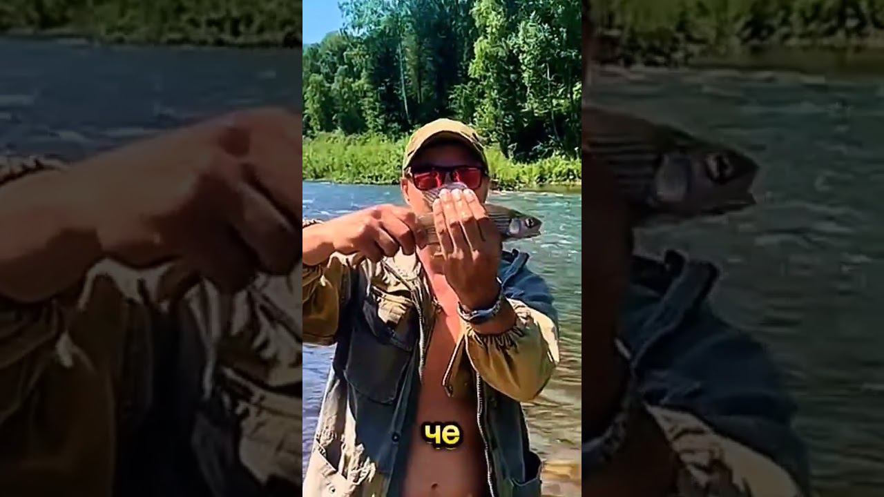 Хариуса на свободу. Ловим рыбу руками.#fishing #горныйалтай #рыбалка смотреть онлайн