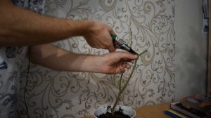 ОБРЕЗКА ЛИМОНА.  Формировка цитрусовых без проблем