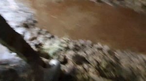 Итоги сдачи больших быков.Ангус, Герефорд, Алатауские)