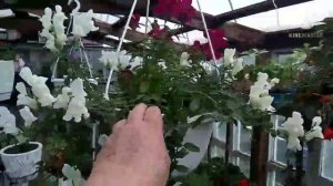 Обзор цветов в горшках и подвесах