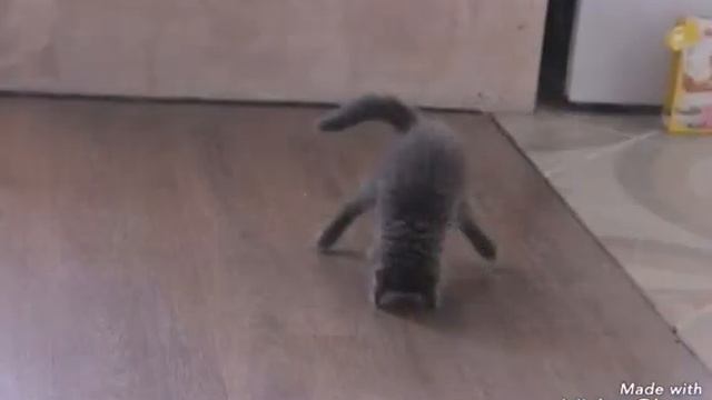 Брейк данс коты смотреть онлайн