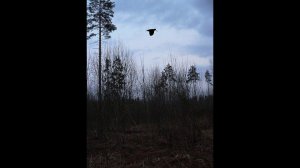 ОХОТА НА ВАЛЬДШНЕПА С СОБАКОЙ, ХОРОШИЕ ВЫСТРЕЛЫ #охота #охотарыбалка #вальдшнеп