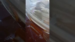 Разкладываю мёд по литровым ведёркам