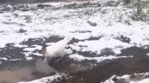 Белая ворона