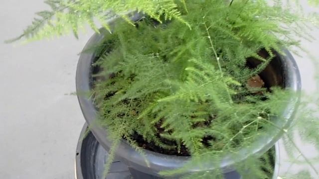 Slørasparges - Asparagus plumosus Nanus смотреть онлайн