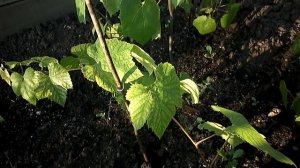 МОЁ  МНЕНИЕ УКОРЕНЕНИЯ ЧЕРЕНКОВ ОСЕНЬЮ. ВИНОГРАДА.