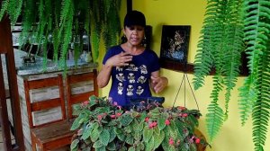 Tudo sobre a Episcia ou Tapete de Rainha/ dicas de cultivo e como fazer replante