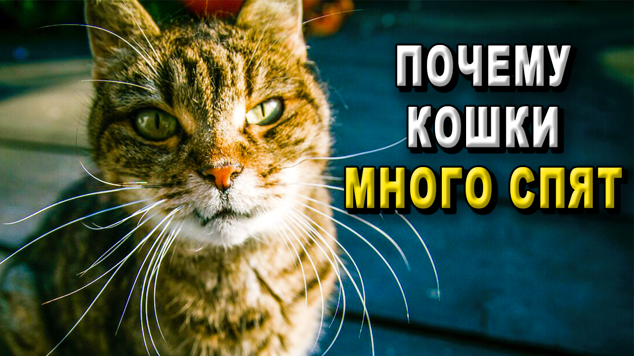 Почему кошки много спят?