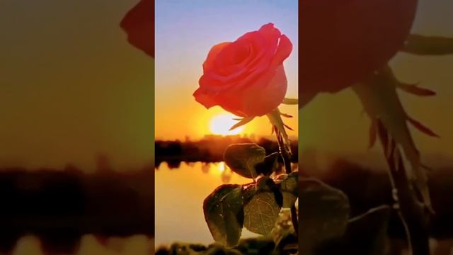 Beautiful Nature rose 🌹🌹 video # short