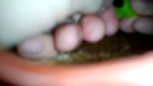 Пушистые шарики смотреть онлайн