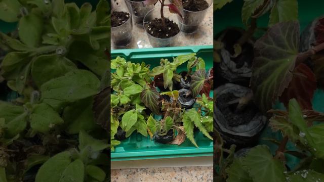 Черенкование петуний и бегоний. смотреть онлайн