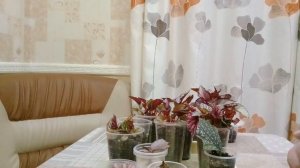 ДЕКОРАТИВНО-ЛИСТВЕННЫЕ БЕГОНИИ, РАЗМНОЖЕННЫЕ СРЕЗАМИ ЛИСТА И ЛИСТОМ.