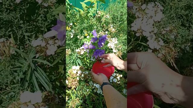 Бесплатные семена. Как получить семена турецкой гвоздики