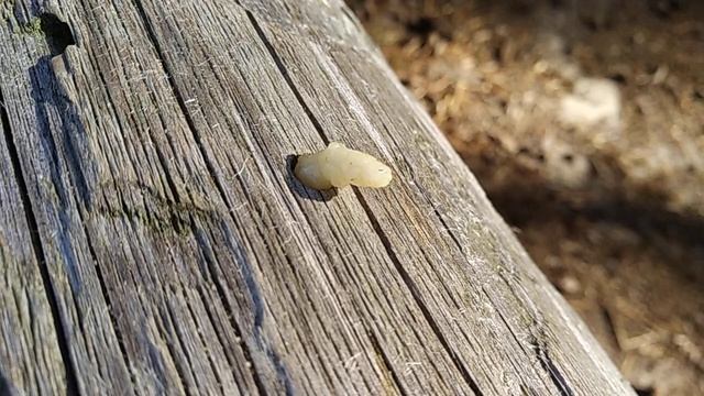 Личинка Черного домового усача или дровосека смотреть онлайн