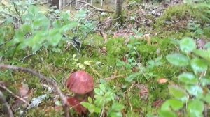 МЕГА СБОР ГРИБОВ В ВЫБОРГСКОМ РАЙОНЕ!!!  25.07.2020!!!...