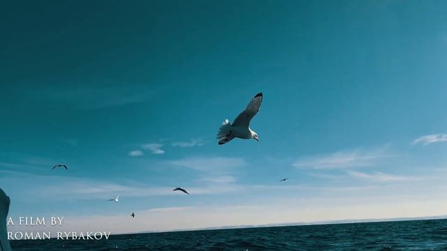 АПРЕЛЬ 2022. НАЛОВИЛИ МАМОНТОВ. НАШЛИ ТРЕСКУ. ОБСОХЛИ. БАРЕНЦЕВО МОРЕ. КИЛЬДИН ВОСТОЧНЫЙ