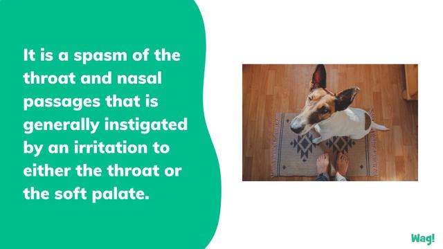 Reverse Sneezing in Dogs | Wag! смотреть онлайн