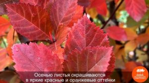 Боярышник сливолистный в "Питомнике Савватеевых"