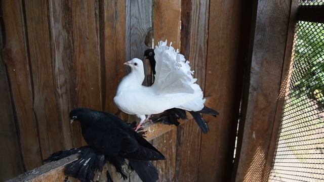 DSC 6010.mp4 смотреть онлайн