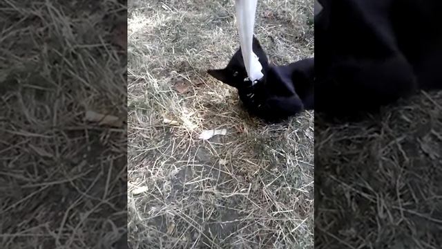 Это кот во дворе моей подруги.Правда прикольно:) смотреть онлайн