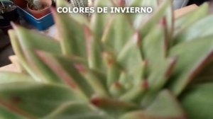 Echeveria agavoides. Avance.