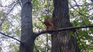 Раздаём подарки в Воронцовском парке :-)