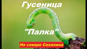 Гусеница "Палка".