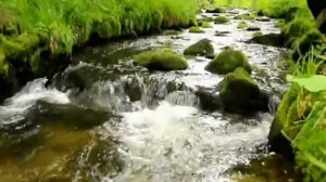 Любимые песни. За окном черемуха колышется