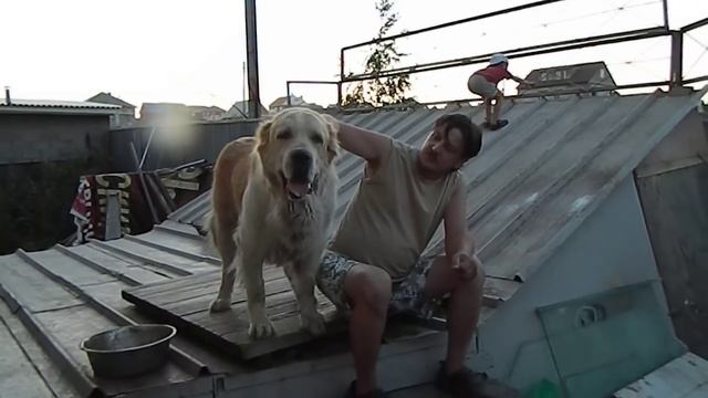 Настоящий алабай. Сука, 9 лет. Часть 1. смотреть онлайн